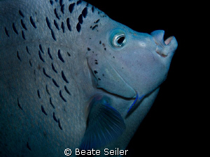 Portait of an Angel fish by Beate Seiler 